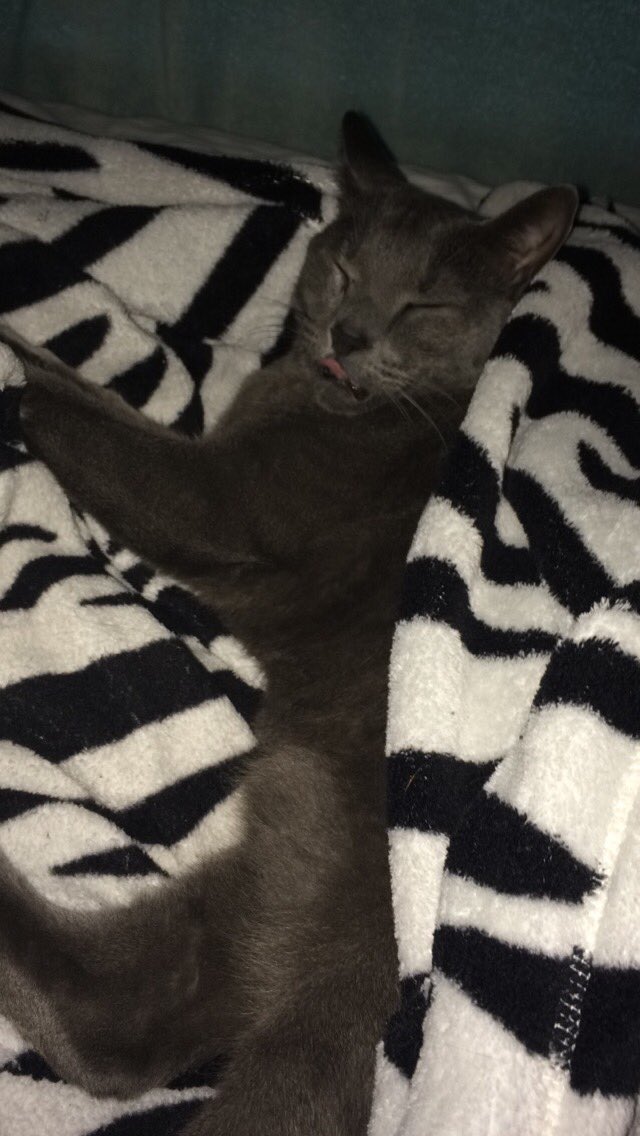 AbbeyVinzant's tweet photo. #nationalpetday 💕 https://t.co/7bVm4Y66z9