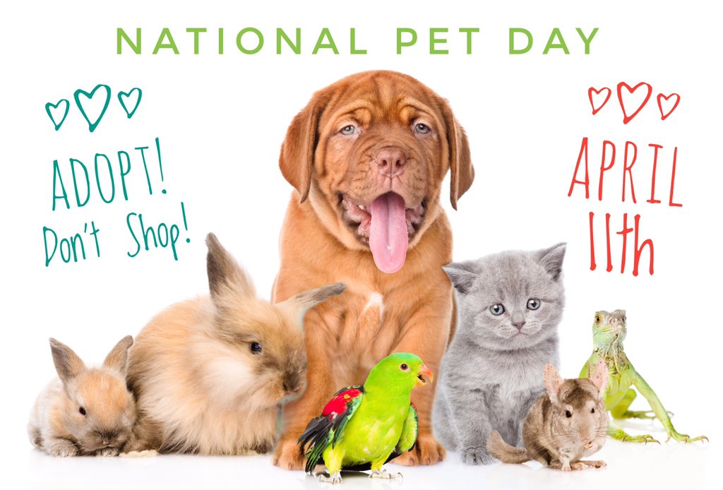 Image result for april 11   . national pet day