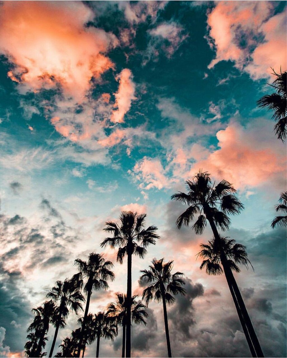 BeachGalswim's tweet photo. Pink sunsets and palm trees...beautiful!!! https://t.co/H1V7OqbCxX
