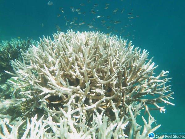 PopSci's tweet photo. The Great Barrier Reef's latest unprecedented bleaching event could spell the end https://t.co/Jr3OVqVpET https://t.co/TjqBsJJdOD