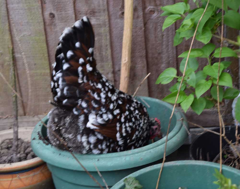 ChickenzPlus tweet picture