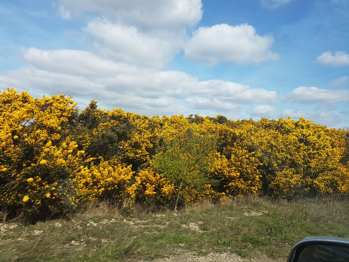 Off on a farmy trip to look at some kit.  Massive banks of Gorse in the New Forest.  Much greener there than in our little bit of Dorset