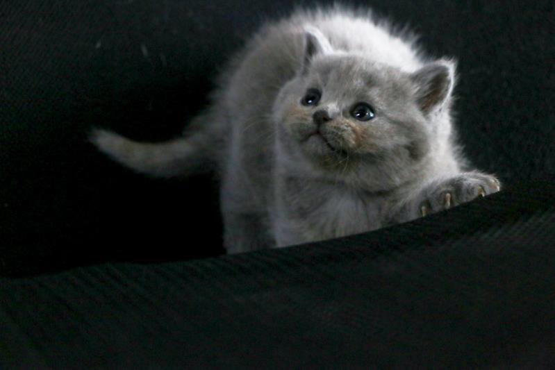 PentaQ_Esports's tweet photo. kittens are growing day by day... https://t.co/SzeUFq1PdL