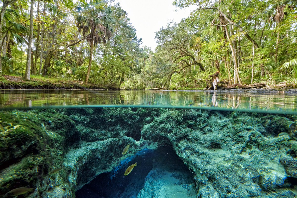 DiscoverCR_FL's tweet image. A2: Seven Sisters #Springs in Chassahowitzka is truly a hidden treasure! #DiscoverCR #FLTravelChat