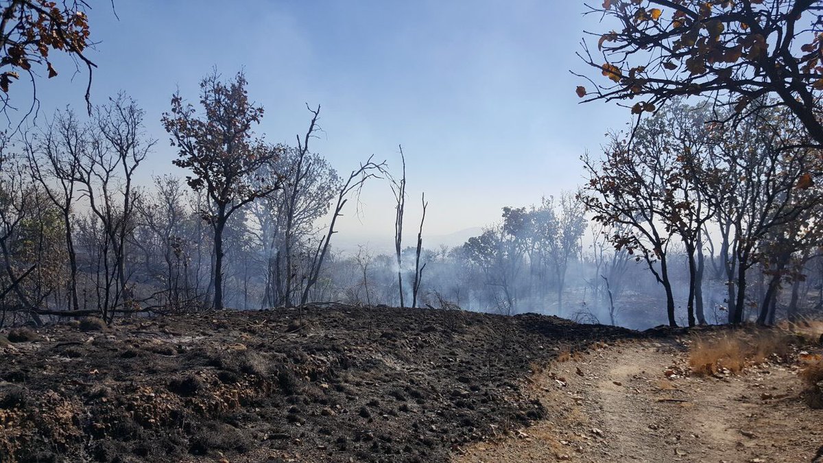 ReporteForestal's tweet photo. #IncendioForestal de #Bugambilias sector #Palomar controlado 12:00 hrs, brigadistas continúan realizando trabajos de liquidación #INJ0005 https://t.co/wZQn7j80Uu