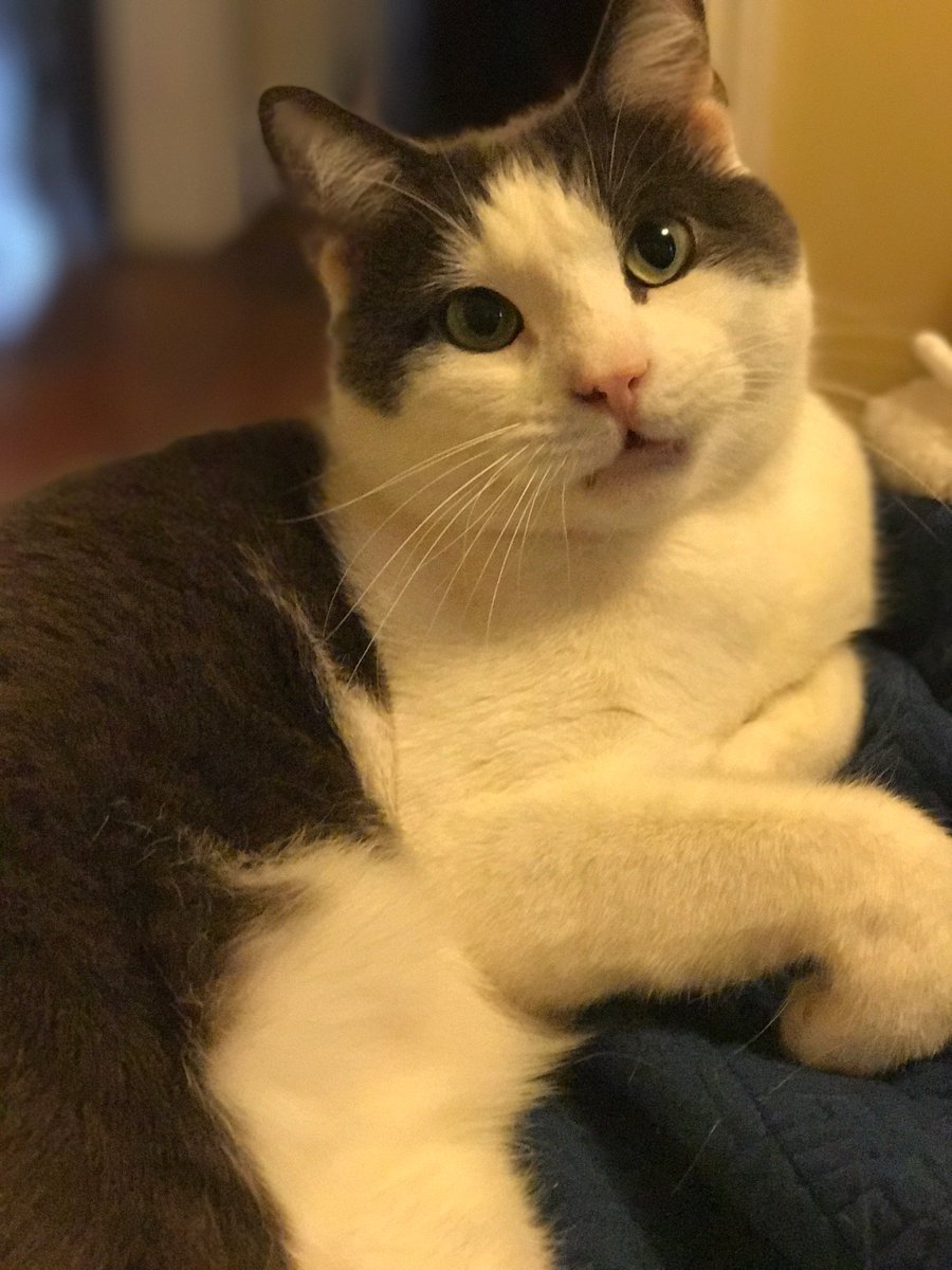 CranstonTeam's tweet photo. #Nationalpetday Cranston's favorite Cat Myles! Mewo! https://t.co/kp7MupCdJm