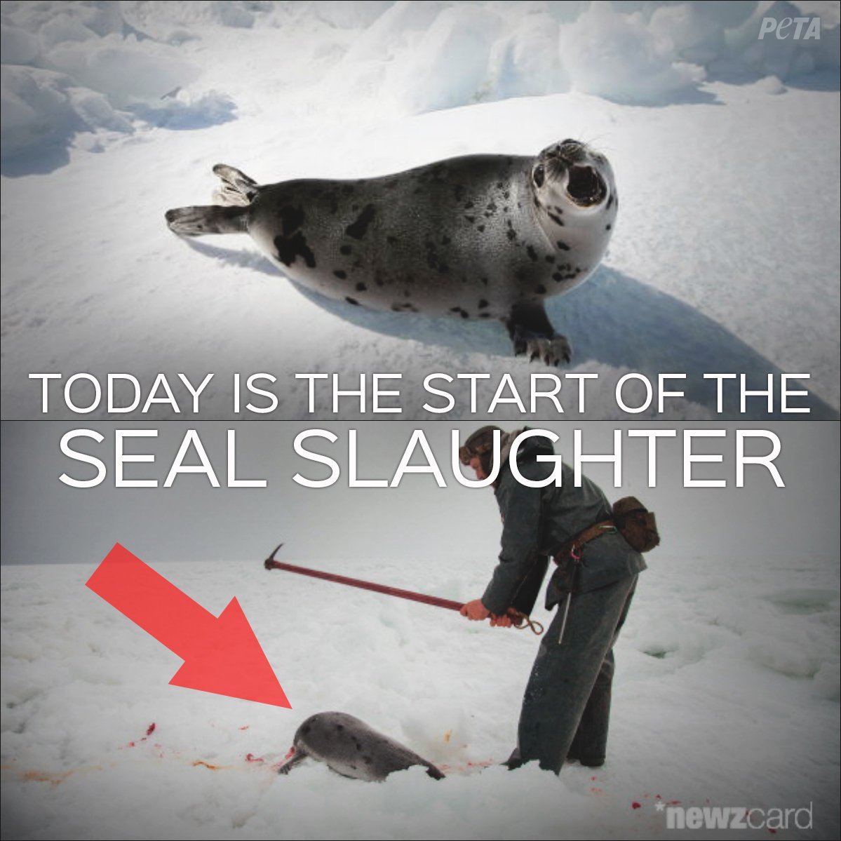 Baby Seal Meme Clubbing