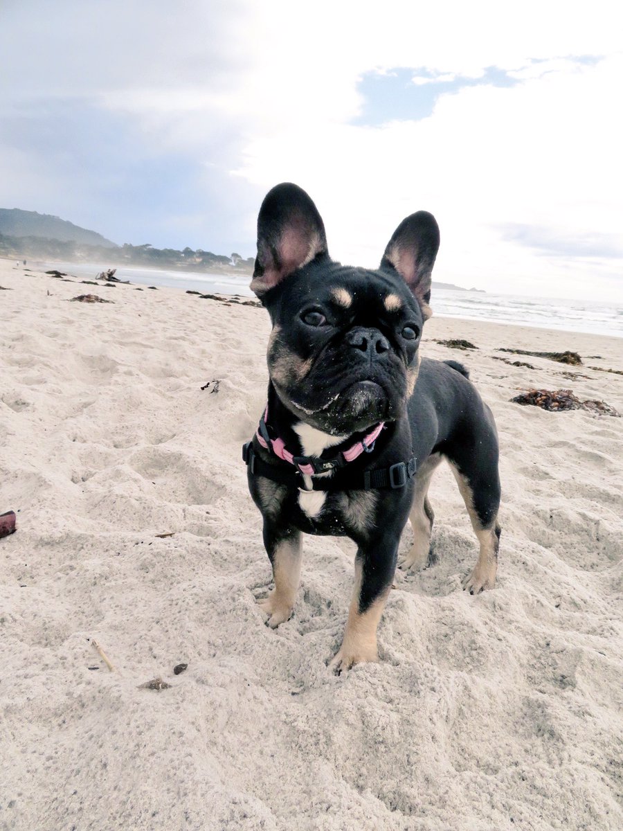 Robert Stephenson (@robsteev44) on Twitter photo miss this girl! #NationalPetDay miss this girl! #NationalPetDay