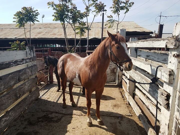 911!! SOS! Horses are running NOW!! 10+ horses...funds for ONE!! WE NEED HELP!!! RT, share, donate!! Horses will ship today w/o miracle!!
