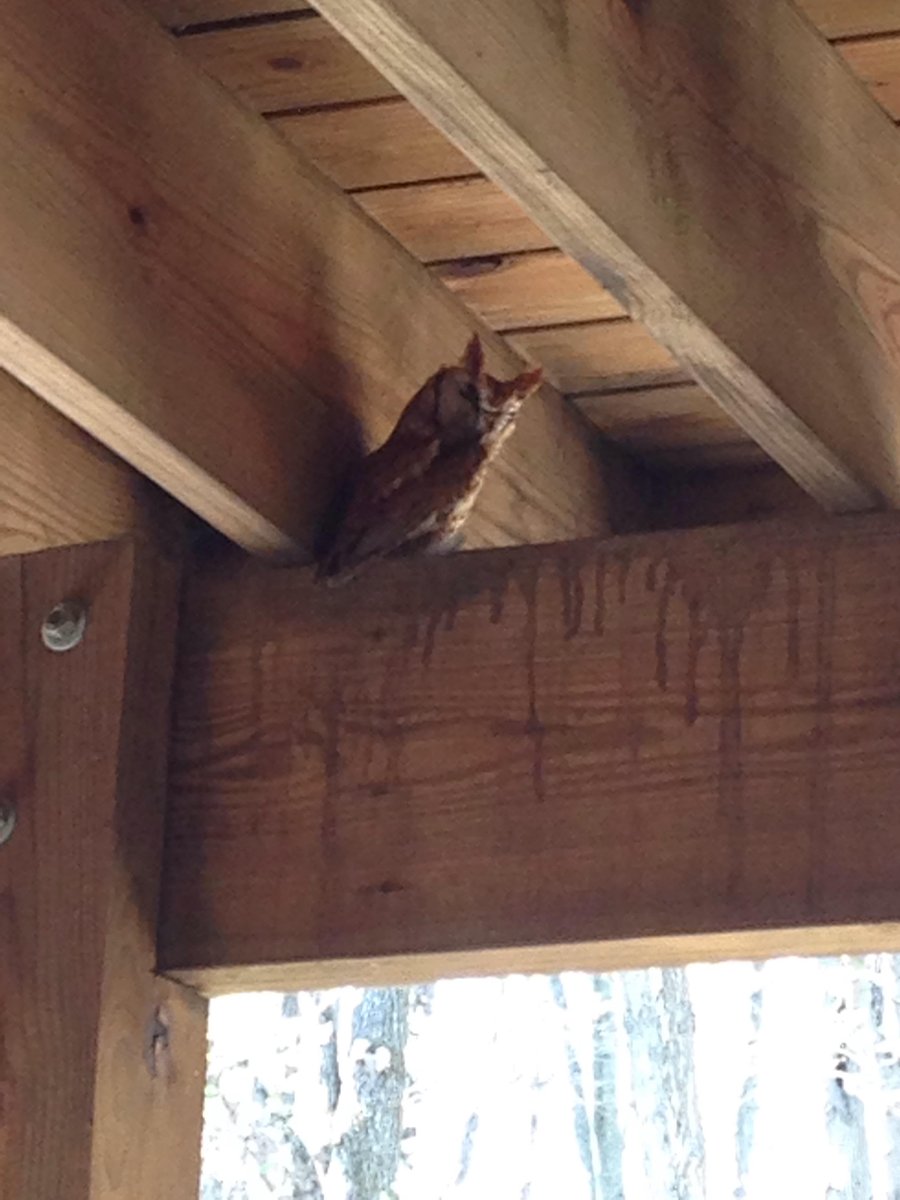 Our Primary students had a friendly visitor hanging around during lunch today! #nature #montessori