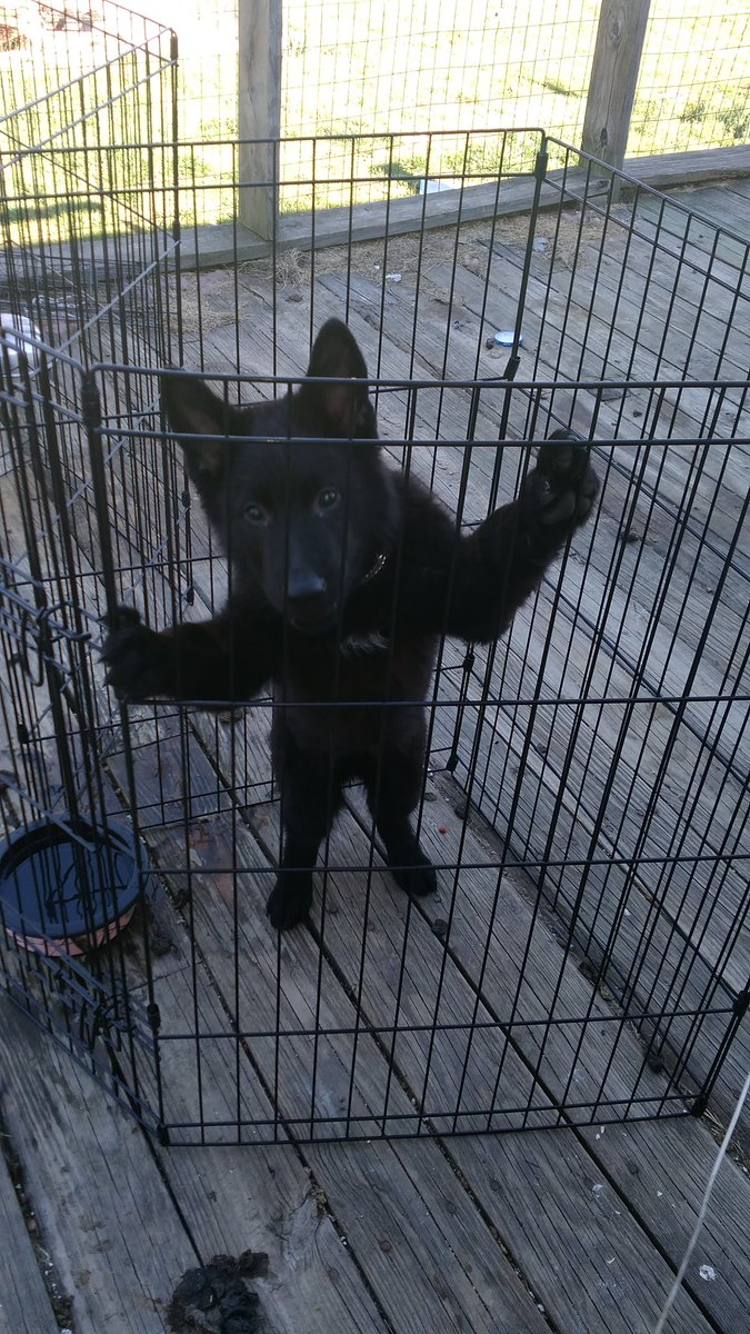 JadeMajor2017's tweet image. What u lookin at #majorcutie