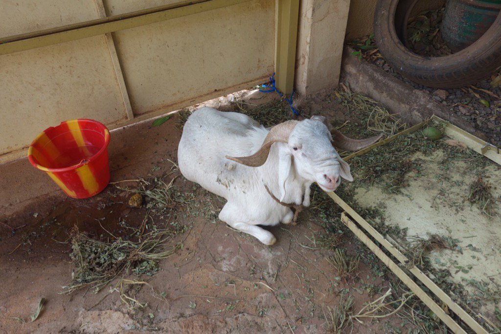 Just arrived by bus from Ende, Dogon Valley, 681 km from Bamako: the sheep given to us during our visit last week