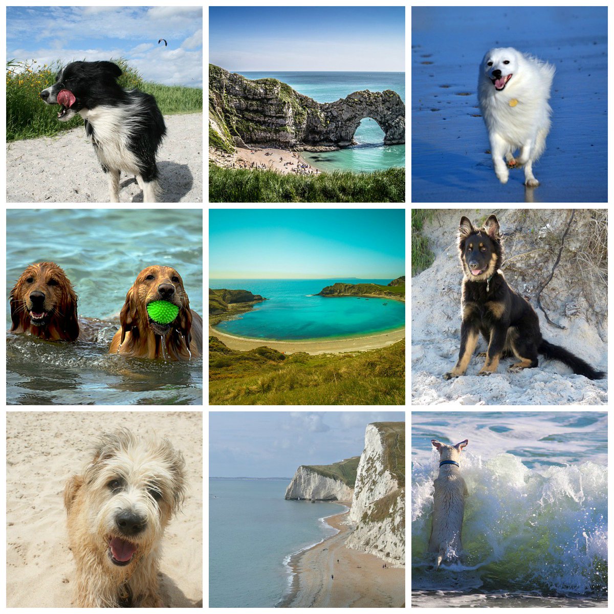 8onPropertyUK's tweet photo. It's #NatoinalPetDay!
Treat your #dog to a #holiday by the #seaside in #Dorset
https://t.co/wdtKvuloLL 

#TongueOutTuesday #ThePetsBiz https://t.co/gDRgagbRCW