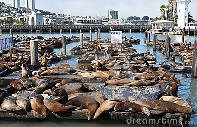 toothisoutthere's tweet photo. @TheOtherLucille 
Every lives a #looseSeal !
Swim my beauties !
#SanFran
#FishermansWharf
#Pier51 https://t.co/R0M4TWB1vR