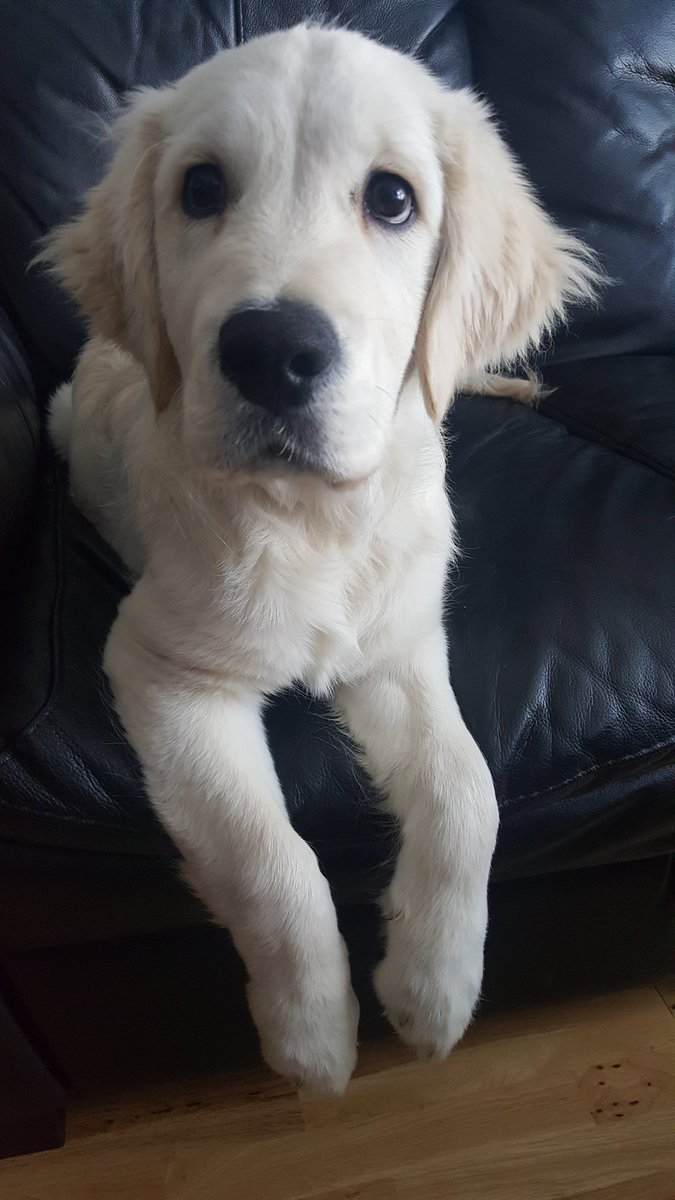 GrantS3791's tweet photo. #NationalPetDay 12 weeks with this crazy animal and already couldn't be without him! @JoanneClark23 https://t.co/53avEEY9mA