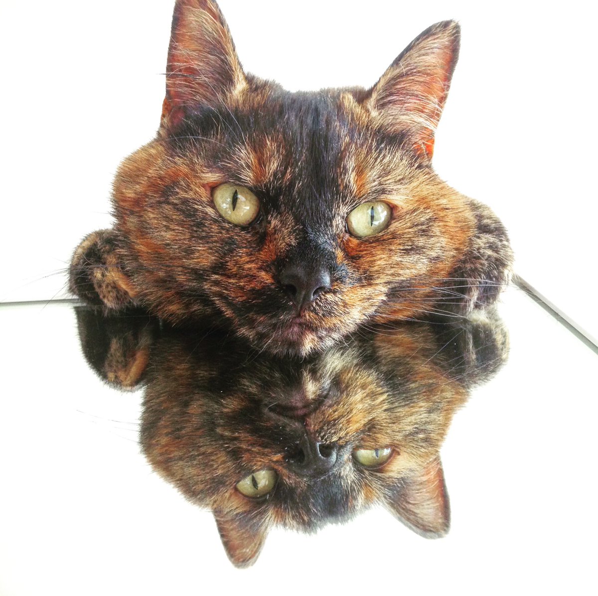 DrawaTale's tweet image. Naru 😺