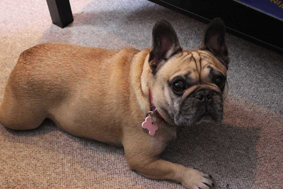 Happy #PetDay to our favourite mascot at Mercer's, Rooti! We are thankful for the complimentary pet therapy we receive at work daily!
