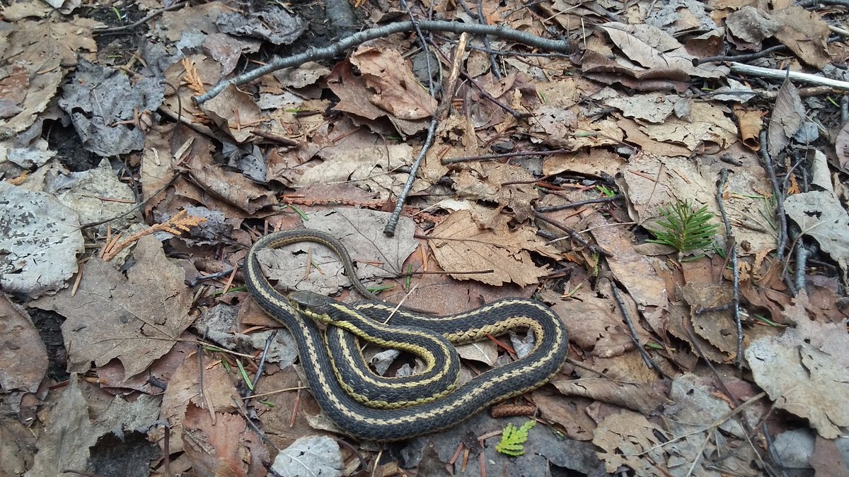 Garter snakes have come out to enjoy the warmth of the sunshine.