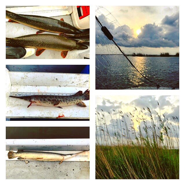 TexasSharks_JD's tweet photo. We will call the first nets of the season ... Diversi-GAR-fied. Three different species of gar in one net. #Aspatula #Loculatus #Losseus https://t.co/DcPljjwMeS