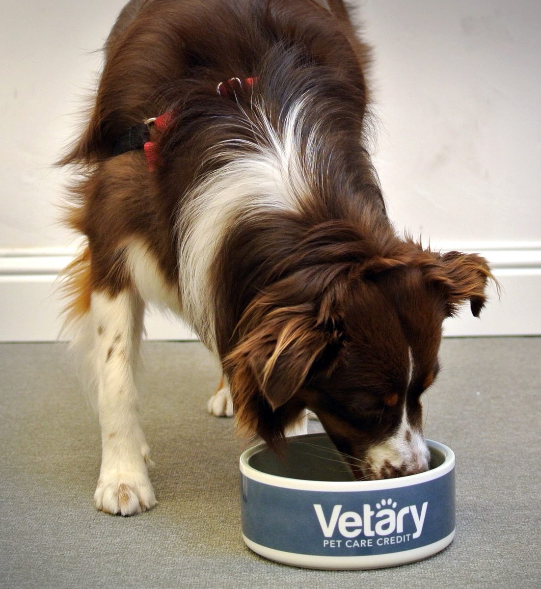 Happy #NationalPetDay! Make sure to give your pets lots of love today and check out vetary.com for your pet health care needs.