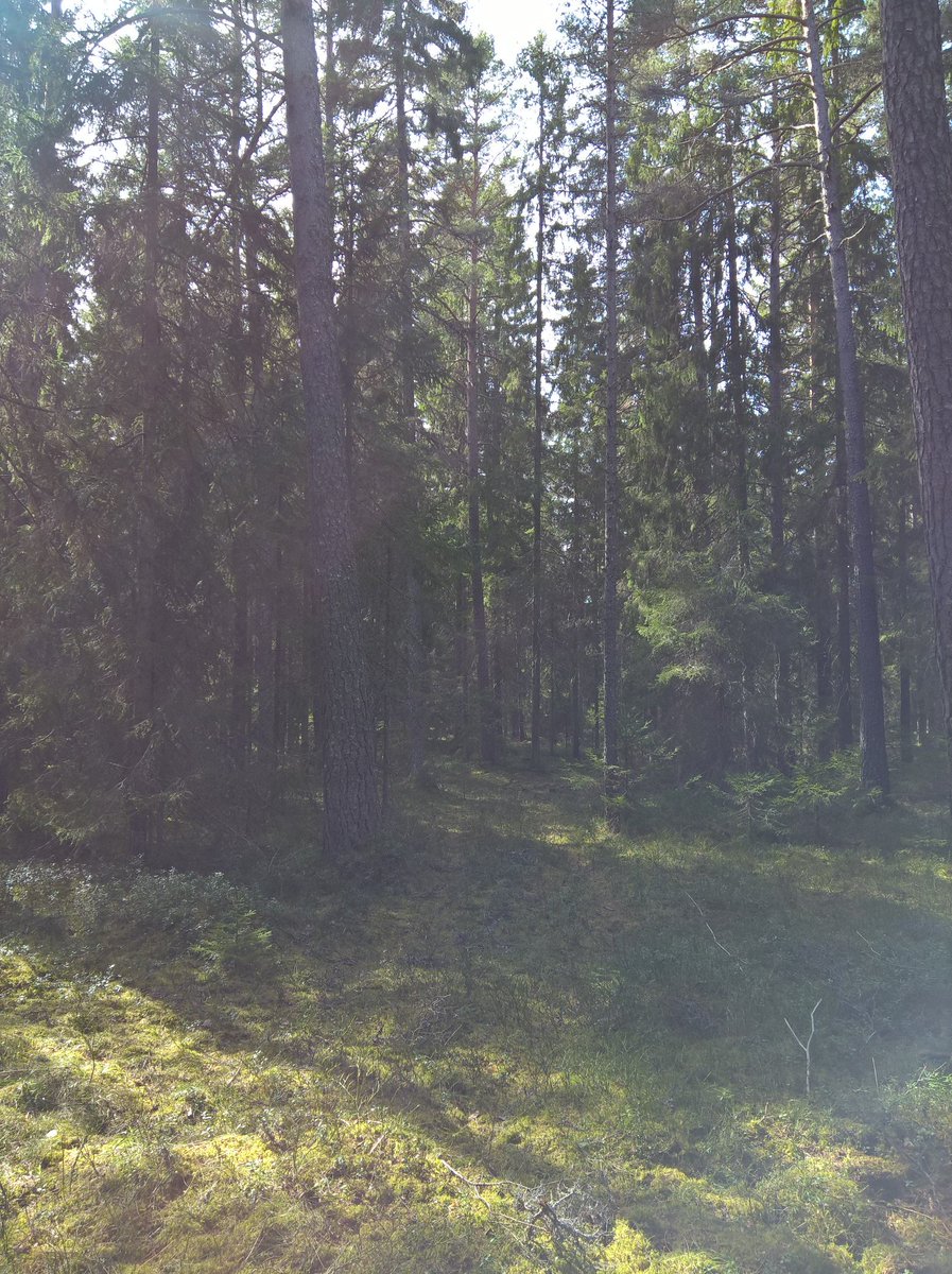 Leeo_and_Zoya's tweet photo. #nature  #NaturePhotography #naturejournals #Norrskedika #wood #forest #forestfans  #flowers #folowback #folowme #folowmeto https://t.co/p0yXgl20gH