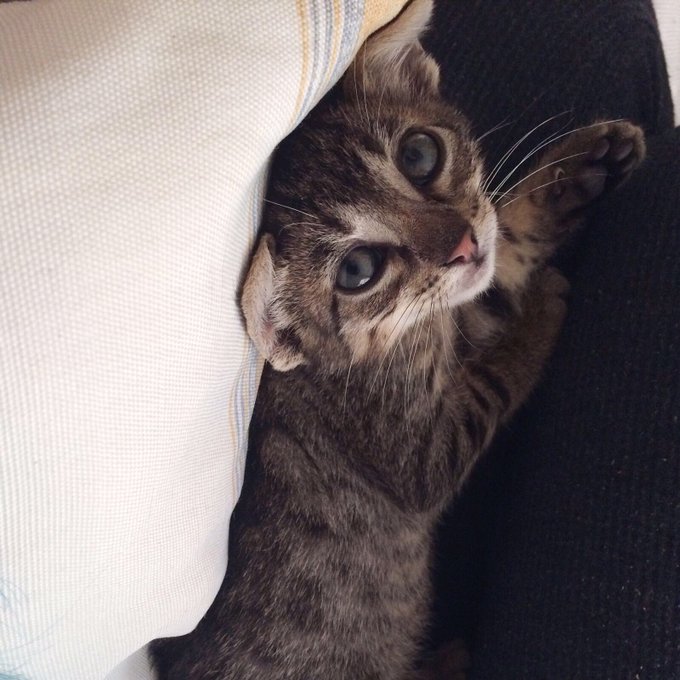 Happy international pet day! Give some extra love to your furry friends🦄 https://t.co/1m81JE1hFe<a href="/tag/otfest"class="tags"><span>#otfest</span></a>