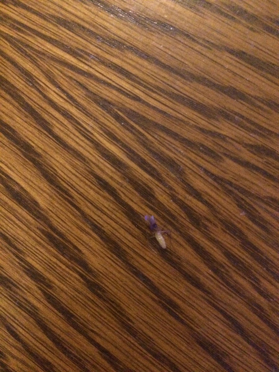 poncefleur's tweet image. En pleine SCRIM NA de H1Z1 j&apos;ai eclaté un moustique qui a ruin ma BR
RT pour ce fdp de moskitos 
twitch.tv/poncefesse