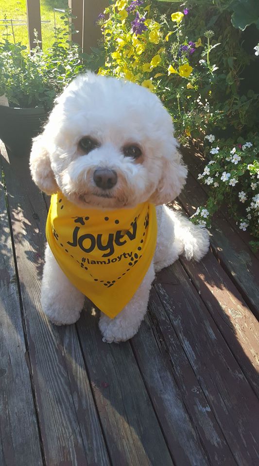 JoytvBC's tweet image. Thanks Paul for sending us a pic of Lucy Loo in honour of #NationalPetDay! Isn't she precious? ❤️🐾#DogsofJoy