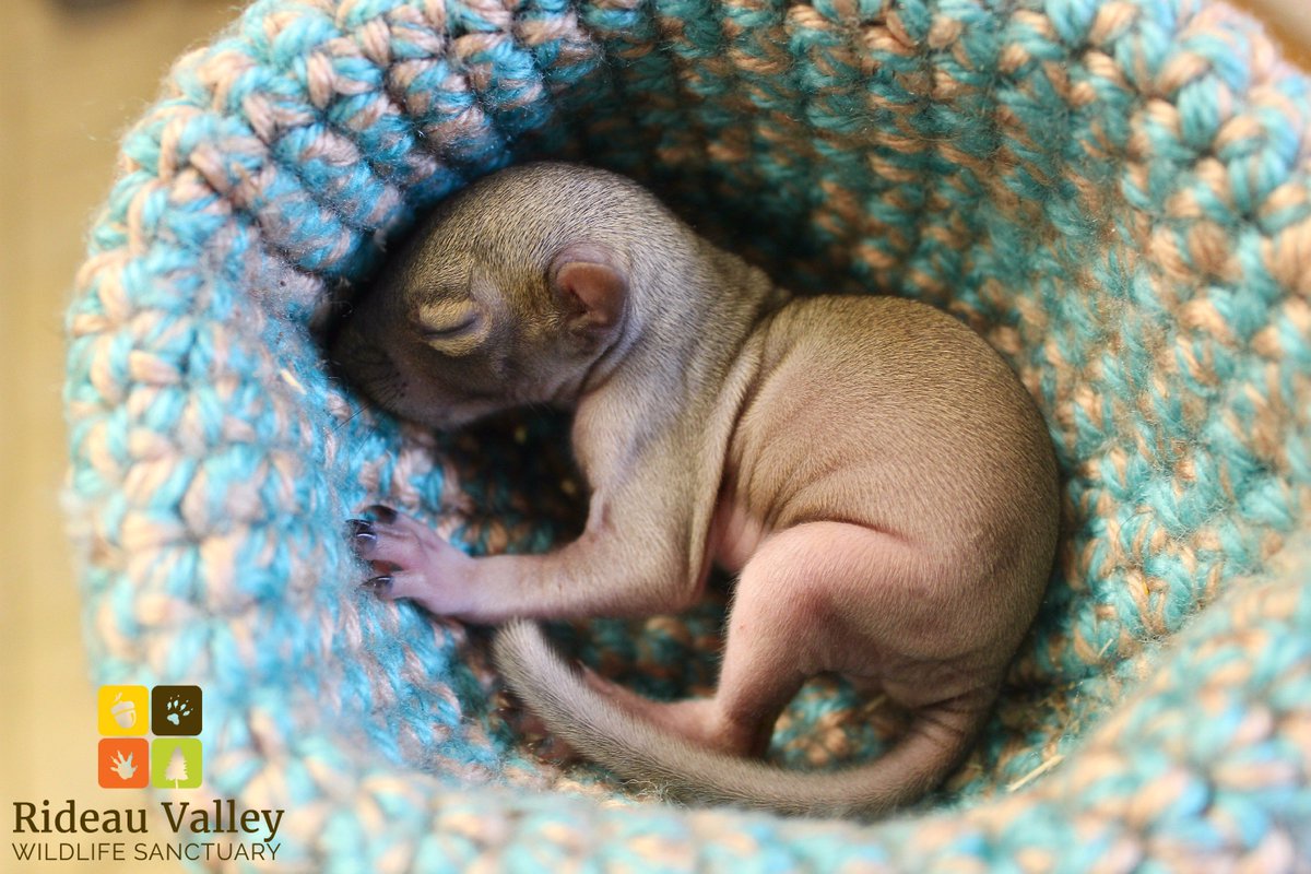 Baby season is underway! If you've found an orphaned baby, visit our website at goo.gl/Dvzqx4 or call us at 613-258-9480. #ottnews