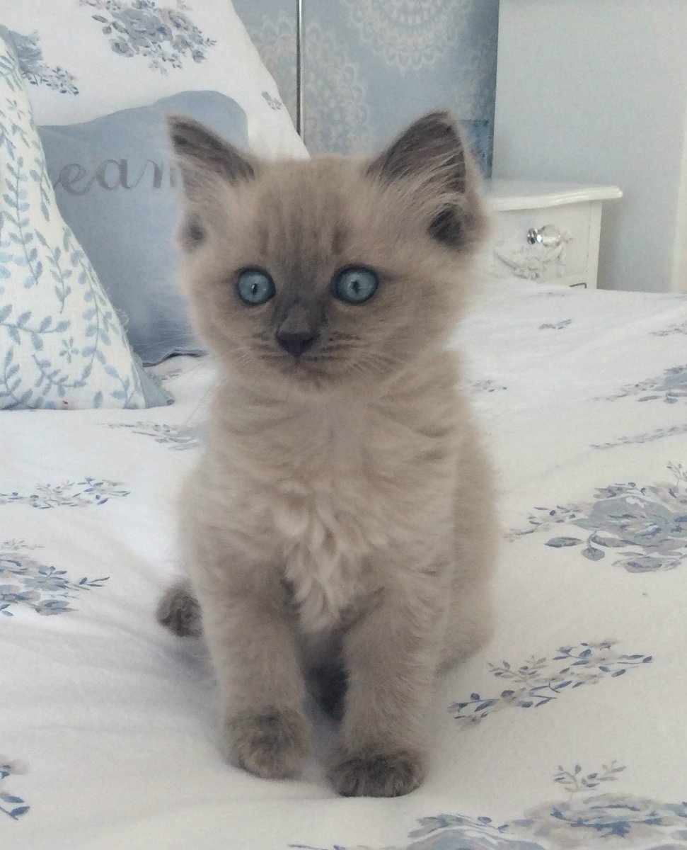 Sparklyrainbows's tweet photo. @lucys_boutique #NationalPetDay #LBPetDay Willow π±πΎ https://t.co/gPY3RySYNH