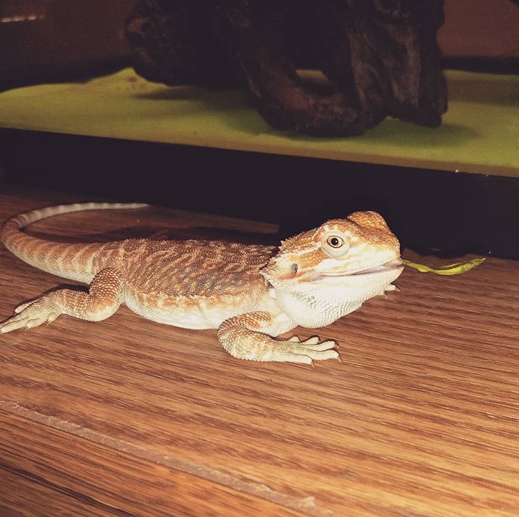 TentacleNerd's tweet photo. // he go blep https://t.co/OVEGJiv39t