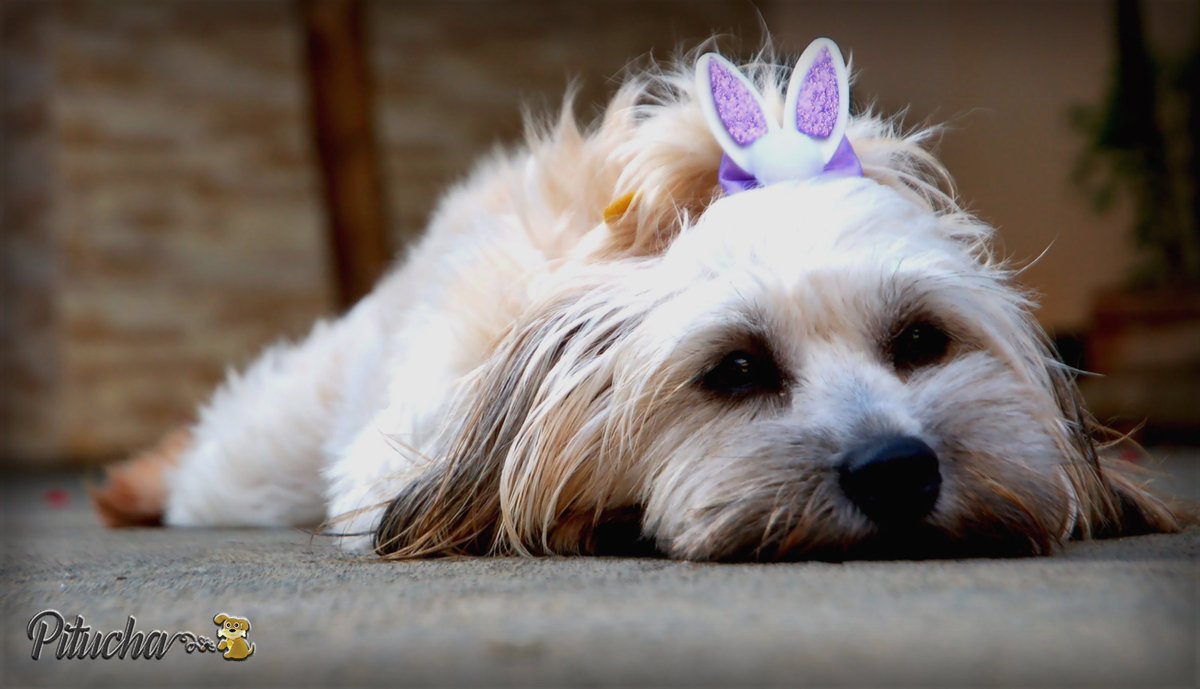 MassoniWM's tweet image. Já vou avisando, mãe, se você não me der ovo de Páscoa, vou dar showzinho no meio do supermercado e quem vai passa vergonha é você.