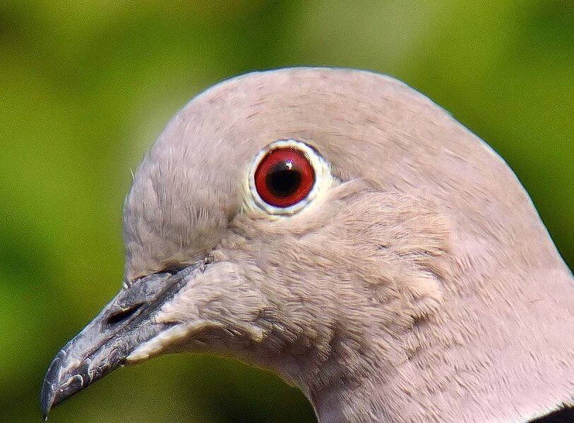 barry_woodhous7's tweet photo. Collared dove #digscoping @celestronuk @celestronuk Nikon D3300 18-55m lens regal M2 89 ed scope https://t.co/kYdMswd9F0