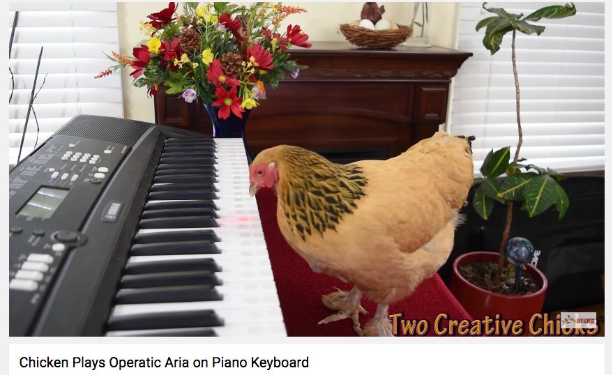 WhHobar's tweet photo. You vs. the chicken she tells you not to worry about → https://t.co/CvsCyVFztt by #YouTube via @c0nvey https://t.co/QXxoXH9tAg