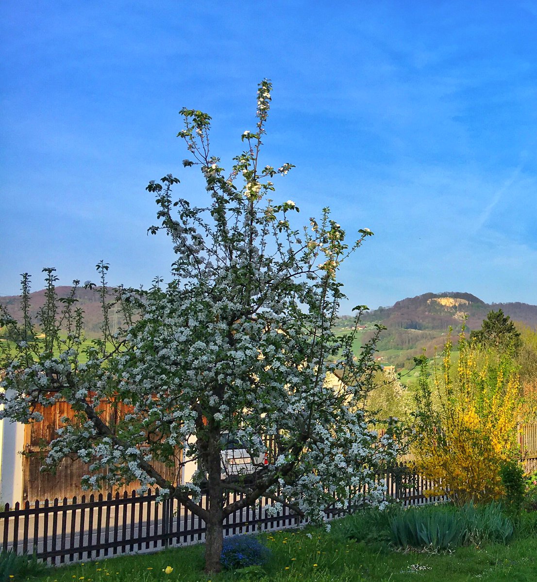 JacoBloek's tweet photo. Kirsch- und Apfelblüte im Oberbaselbiet - und was von den badischen Spargeln übrig blieb. #itingen #ütigä #sissacherfluh https://t.co/jMoJeTNOEV