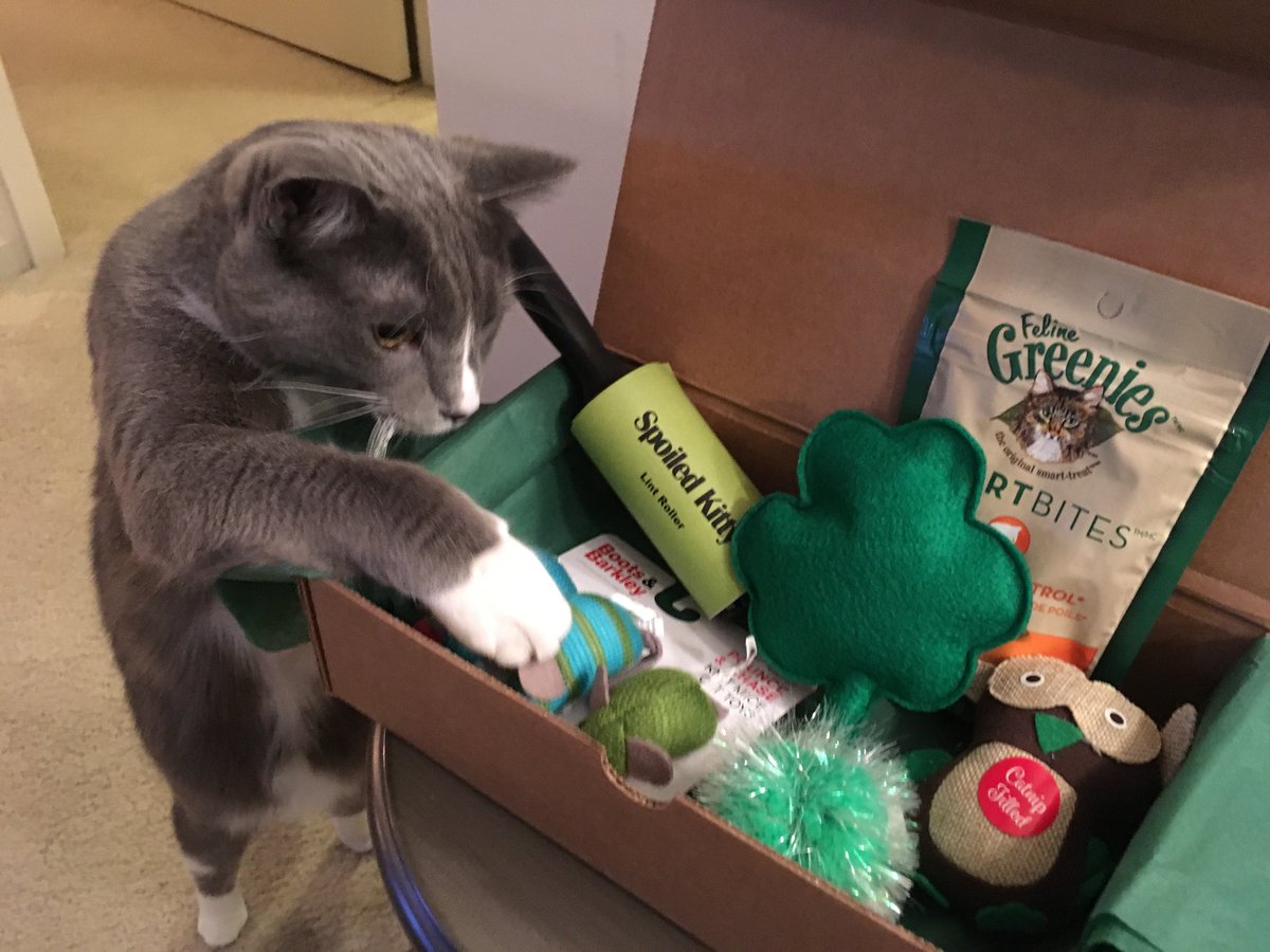 SpoiledKittyBox's tweet image. TODAY ONLY: On behalf of #NationalPetDay, save 50% off your first Spoiled Kitty box when you use promo code PETDAY.  SpoiledKitty.club