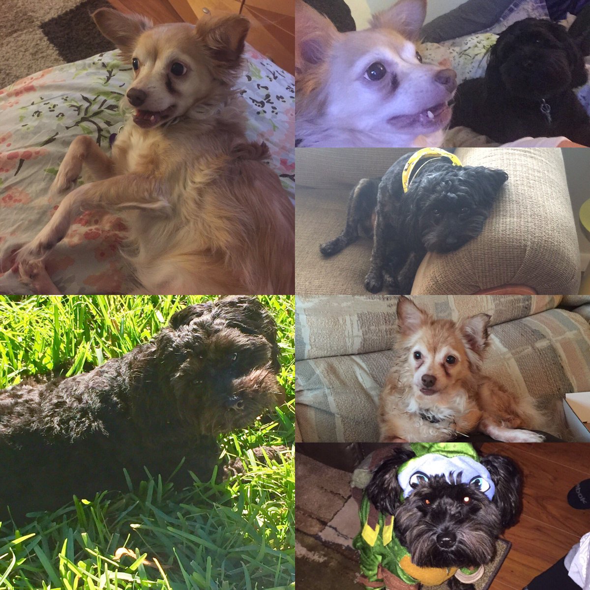 Tonnerz's tweet photo. Happy #NationalPetDay β€οΈ #Sunny #Truey #Main #NephewPup https://t.co/vLES56FZ8D