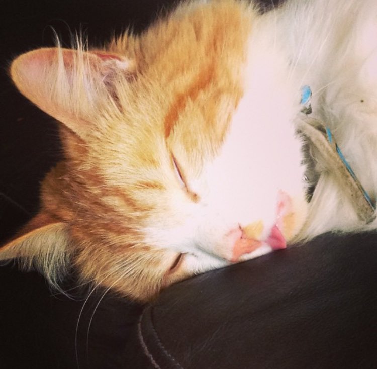 Look at this baby. He still only likes me second best, which is extremely offensive but I love him anyway. ❤️❤️❤️ #nationalpetday