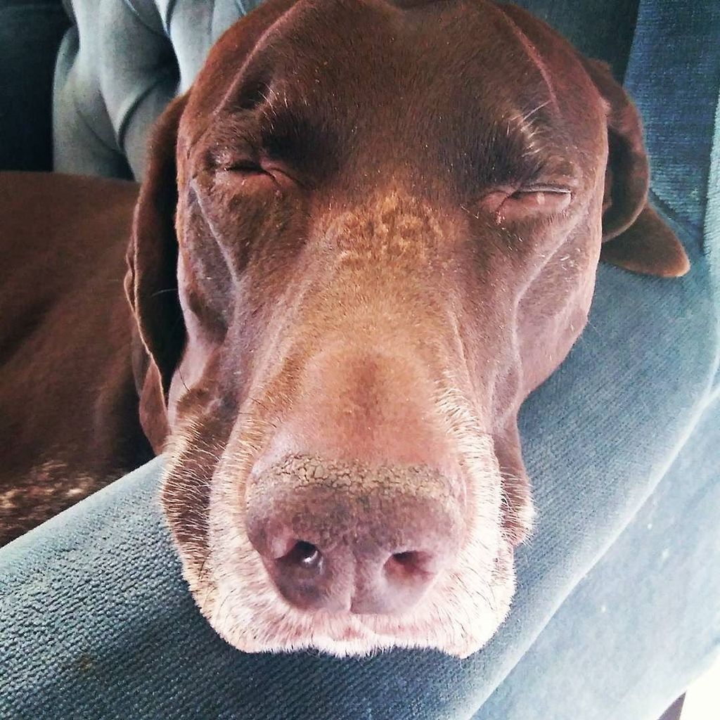 AddictedToYum's tweet image. Nap 
#gsp #pointer #pointersofinstagram #dog #nap  #germanshorthairedpointer
