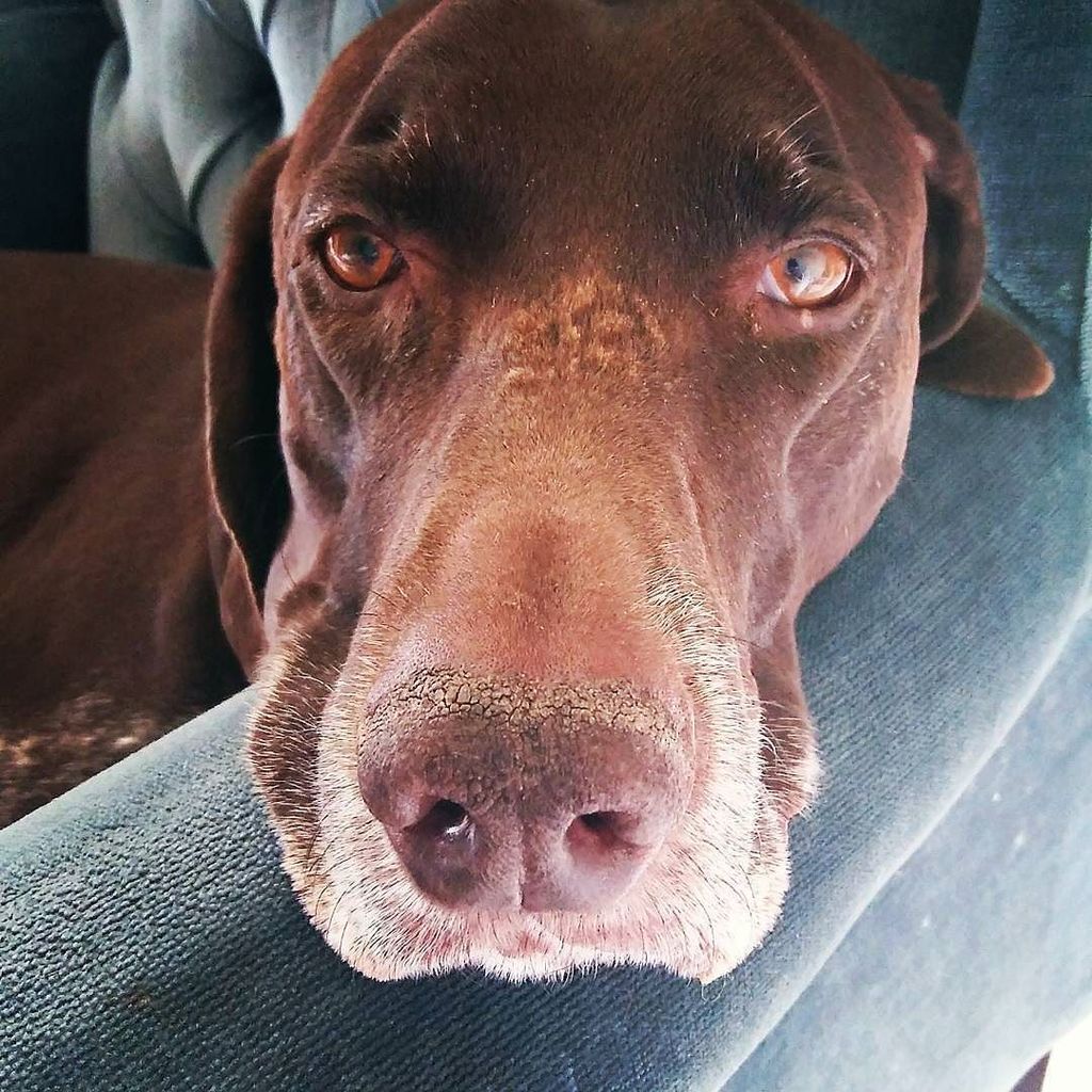 AddictedToYum's tweet image. Nap interrupted.

#gsp #pointer #pointersofinstagram #dog #nap  #germanshorthairedpointer