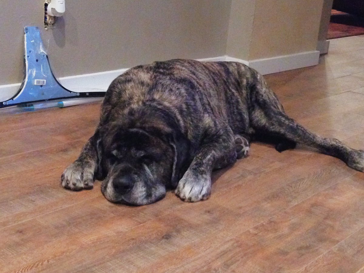 dream6ir1's tweet photo. i love my big puppy 
 #NationalPetDay https://t.co/ILEdMXekbu