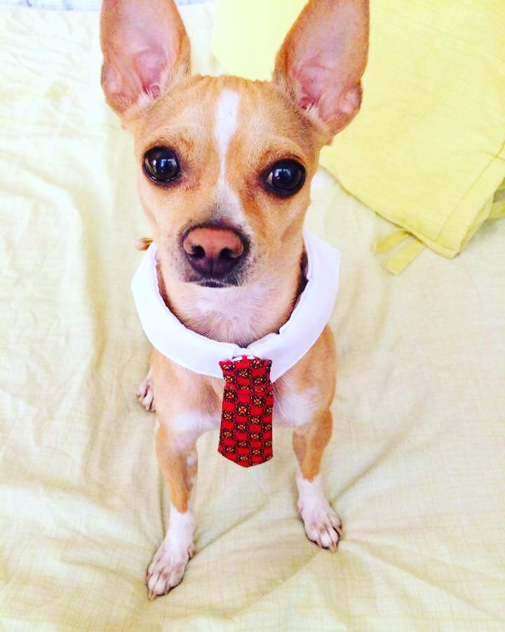 ArmarioMilly's tweet photo. #chicharo #elarmariodemilly #accesorios #mascota #petlovers #corbatas #diseรฑos #design #red #Dogfamily #petdesigns #chihuahua #amigosdemilly https://t.co/ppDD0k23f8