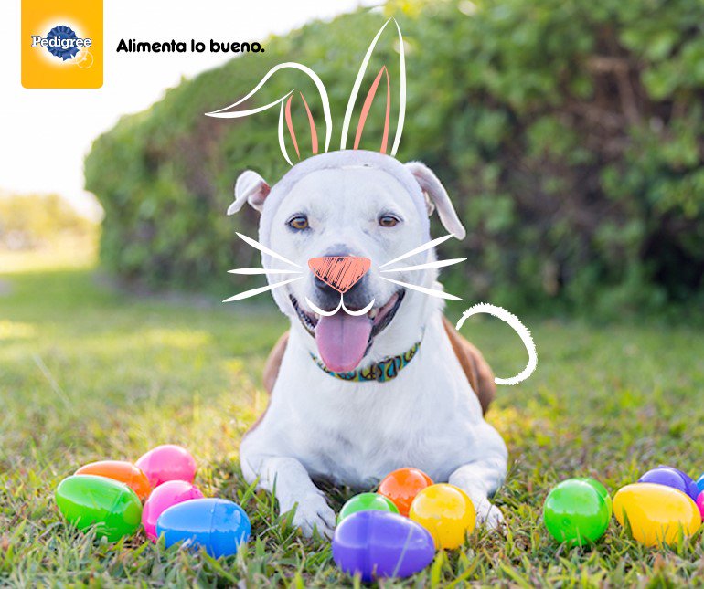 #IdeasPedigree 💡🐶: Para que tu perro salga a buscar huevitos ¡confecciónaselos tú! Así tendrán una entretenida busqueda de sorpresitas 😉