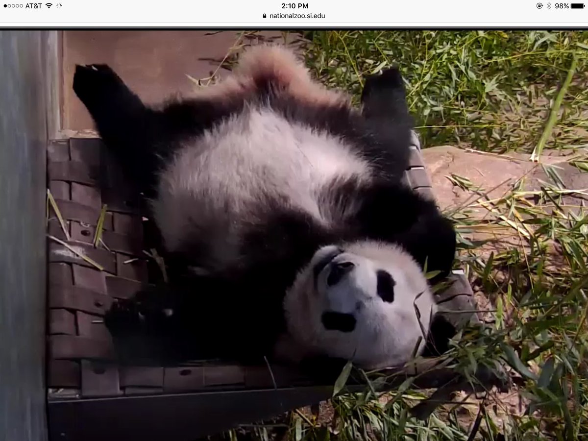JuliaEriksen's tweet photo. What a doll! 🐼❤ @houseofcubs #pandastory #beibei https://t.co/s3EXQaDeJu