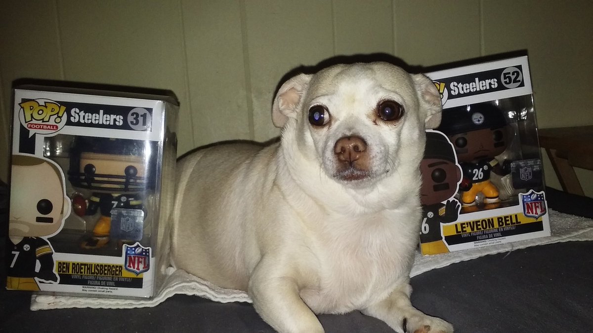 DynastyDog01's tweet photo. My 🐕 with her 2 favorite @Steelers players @_BigBen7 @AntonioBrown #nationalpetday #NFLPETS @OriginalFunko https://t.co/bEXxXBSJYW