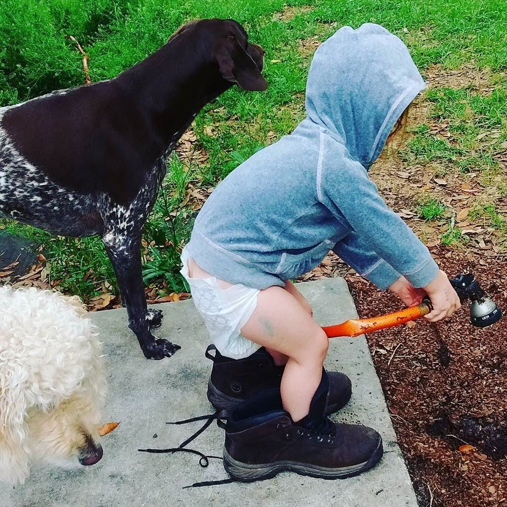 AddictedToYum's tweet image. Partner's in crime
.
.
.

#gsp #pointer #pointersofinstagram #dog #woof #germanshorthairedpointer #doodle #doodles