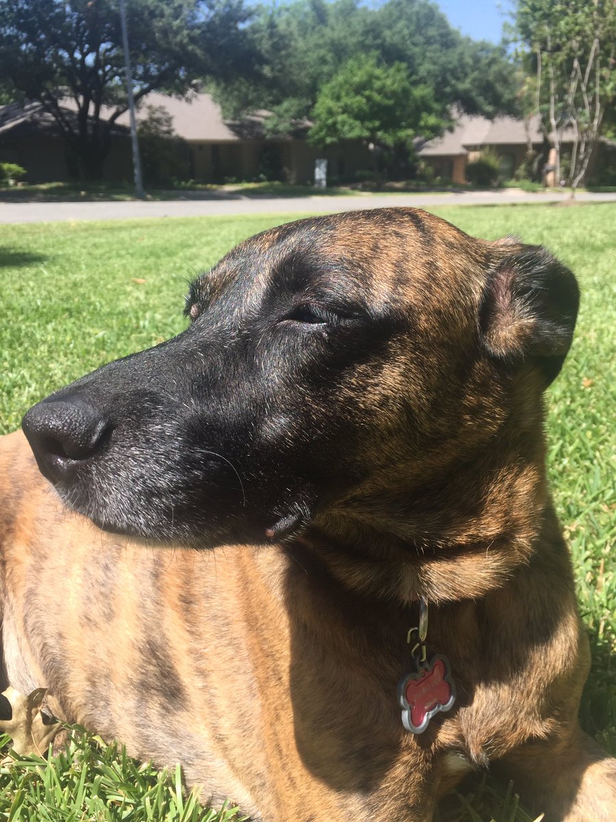 BKBeaz24's tweet photo. Happy #nationalpetday to the OG beignet. https://t.co/yJ1HRlvWGw