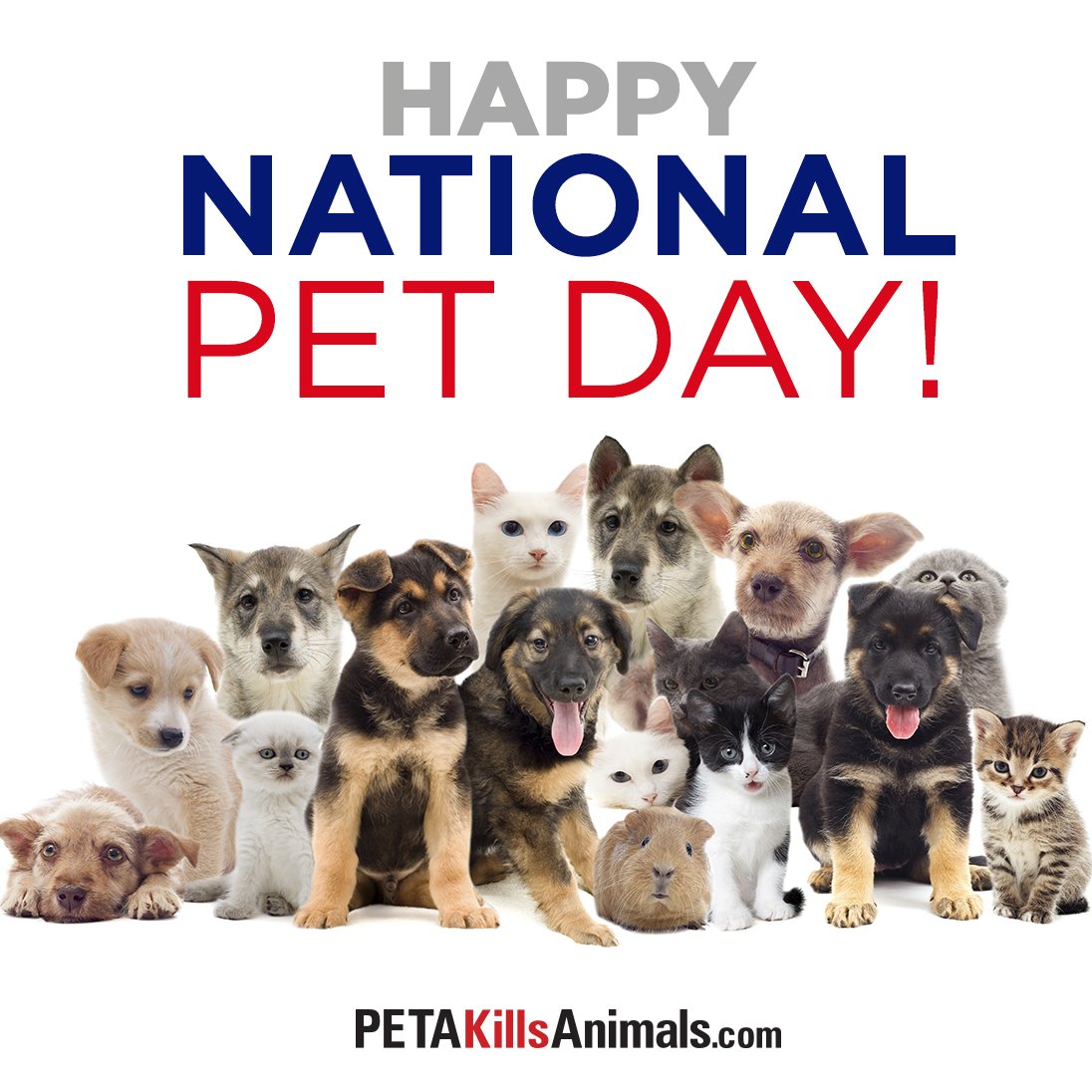 Days my pet. National Pet Day. World Pets Day. День памяти домашних животных (National Pet Memorial Day) — США. World Pets Day 30 November.
