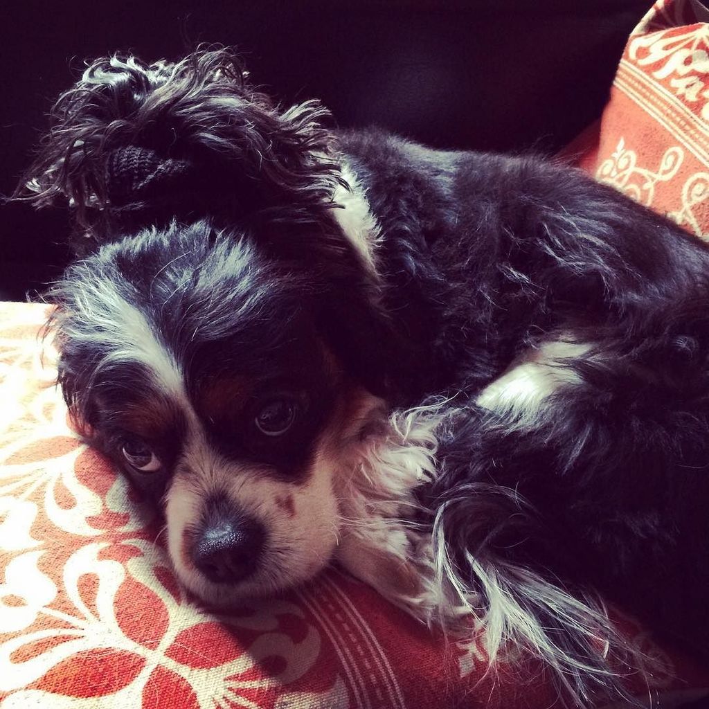 cavinthewild's tweet photo. Napping with my dinner bun. #manbun #cavbun .
.
.
#cavalierkingcharlesspaniel #cavs #cavinthewild #mtd https://t.co/PJ0IuKivqR https://t.co/YyEnjgDtwd