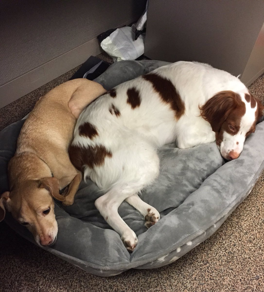 The Snuggle is Real with Boomer and Buddy! 🐶🐶
#DogsOfVortex #NationalPetDay